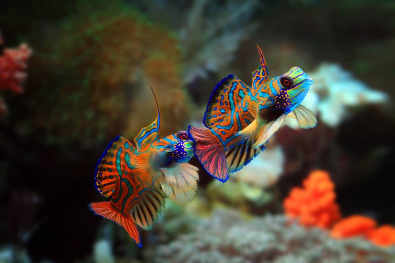 The mandarin fish[shutterstock ]
