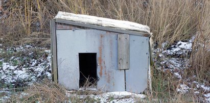 Pies całą noc ogrzewał 10-latkę swoim ciałem. Uratował jej życie