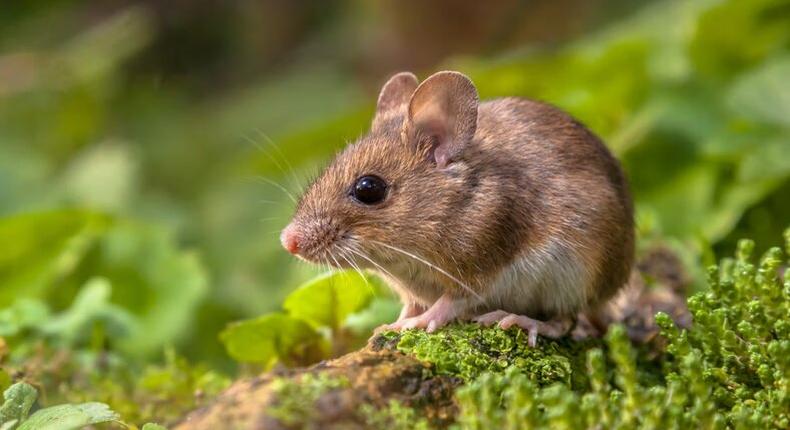 They want to kill over a million mice in South Africa [Shutterstock/Rudmer Zwerver]