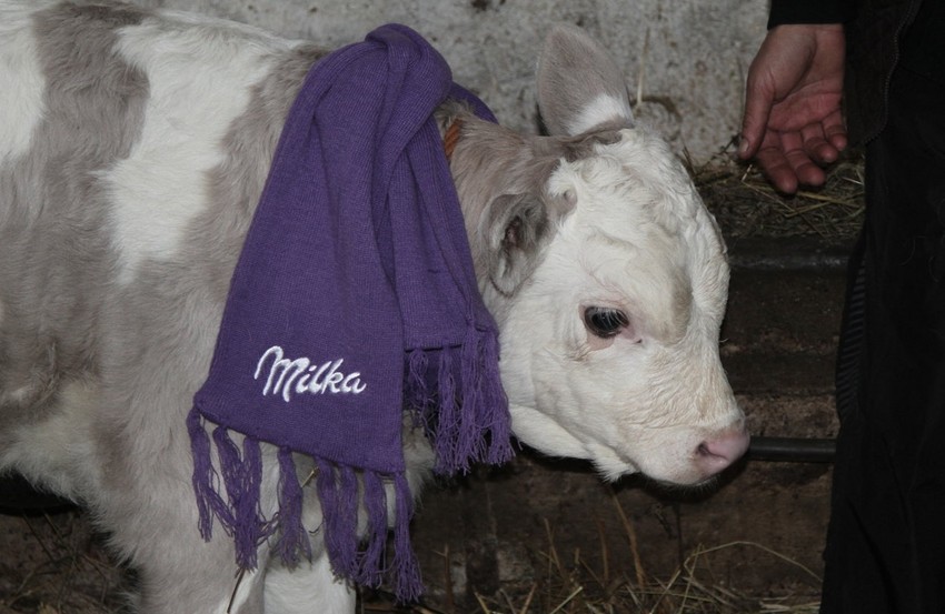 Ljubičasto tele sa "Milka" šalom