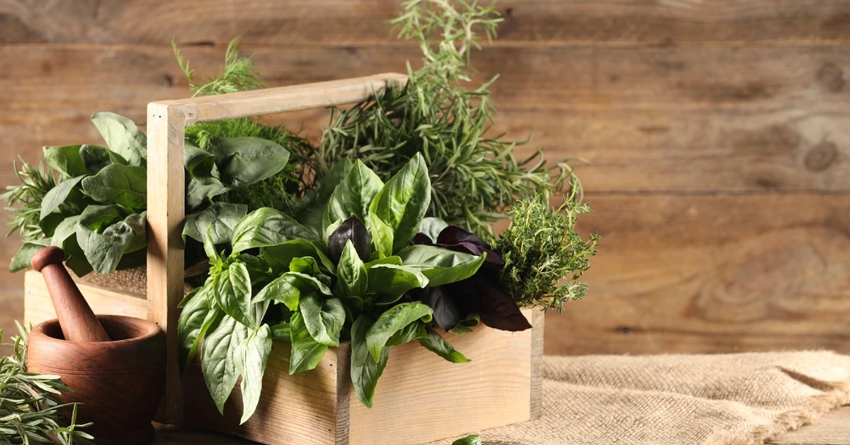 QUIZ o ziołach. Majeranek, lubczyk, szałwia, rumianek.. 10/10 dla zaawansowanych