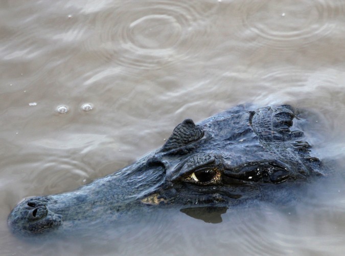 Wenezuela - Los Llanos