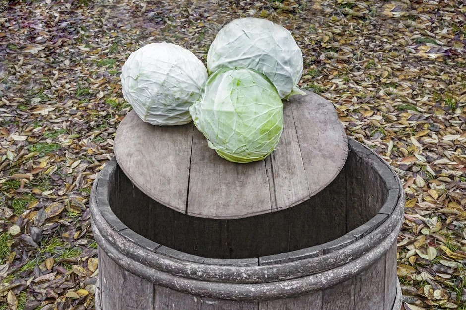 Veći procenat suve materije bolji kvalitet kupusa.