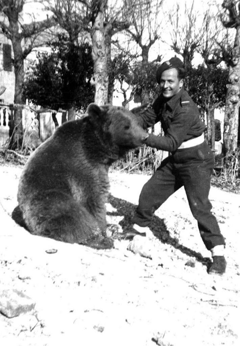 Ten niedźwiedź walczył z Niemcami