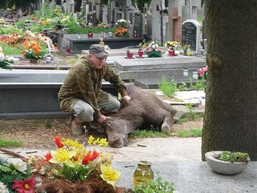 Łosiu, tym razem przesadziłeś!