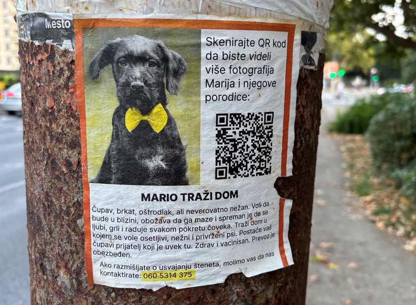 Oglas za udomljavanje pasa