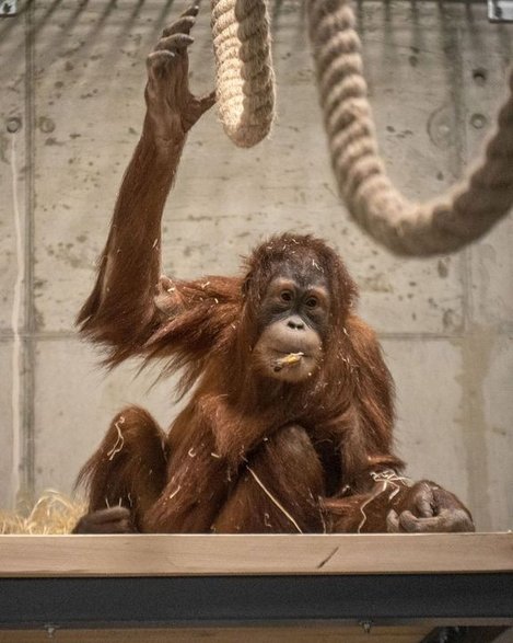 Pierwsze orangutany w historii zamieszkały w łódzkim ZOO