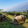 Svinje čuvaju solarne panele: Ovo neobično rešenje štedi milione