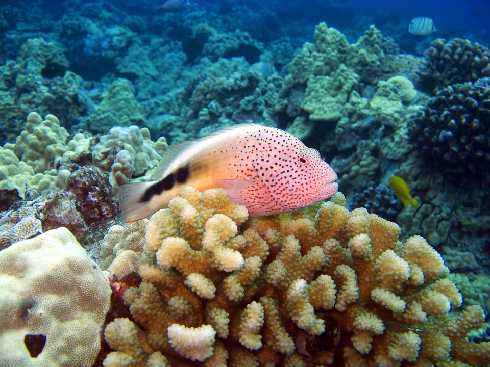 Hawaiian Islands National Wildlife Refuge, Hawaje - USA