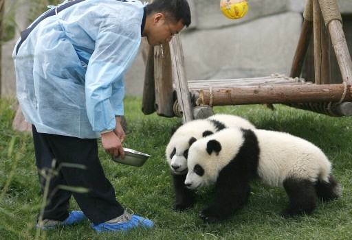 CHINA-WILDLIFE-PANDA