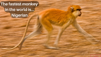 The world's fastest monkey is Nigerian [GWR]