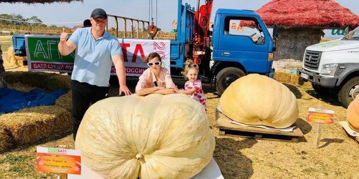 Dynia ważąca blisko 600 kg. 