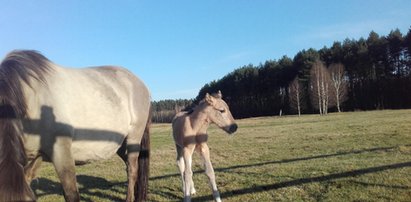 Wymyśl imię dla konika polskiego