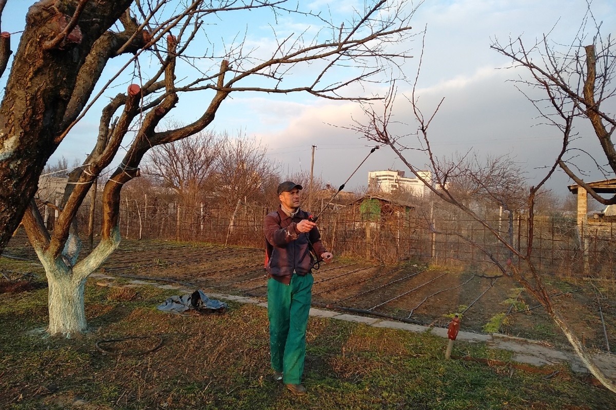 miedzian 50 wp oprysk wiosna marzec