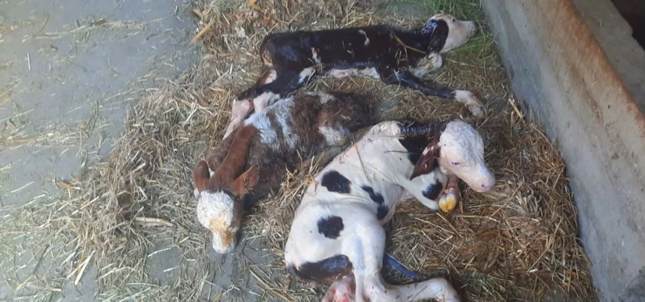 Krava otelila trojke