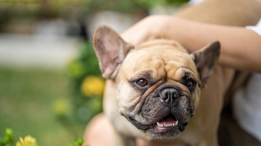 Melyik kutyafajta él a legrövidebb ideig? Mutatjuk! | EgészségKalauz