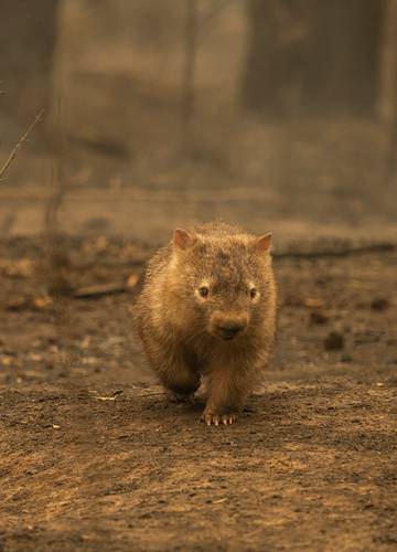 Feuer In Australien Massensterben Der Tiere
