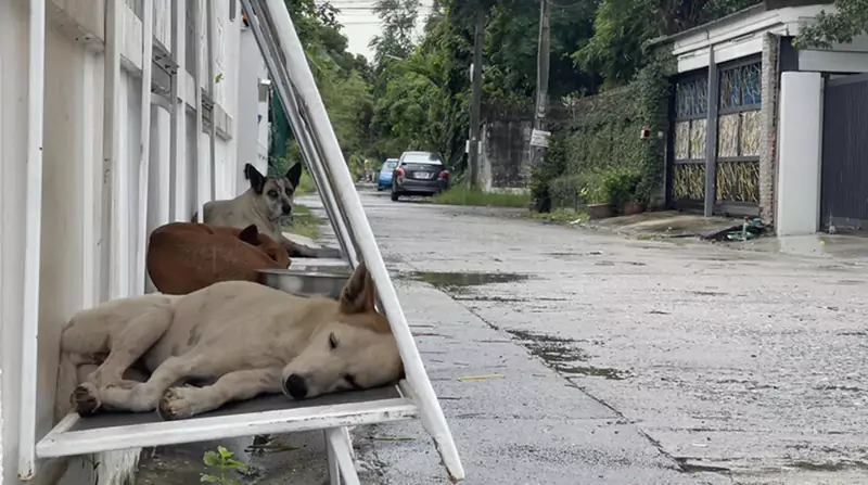 Bezdomne psy odpoczywają na billboardowych platformach