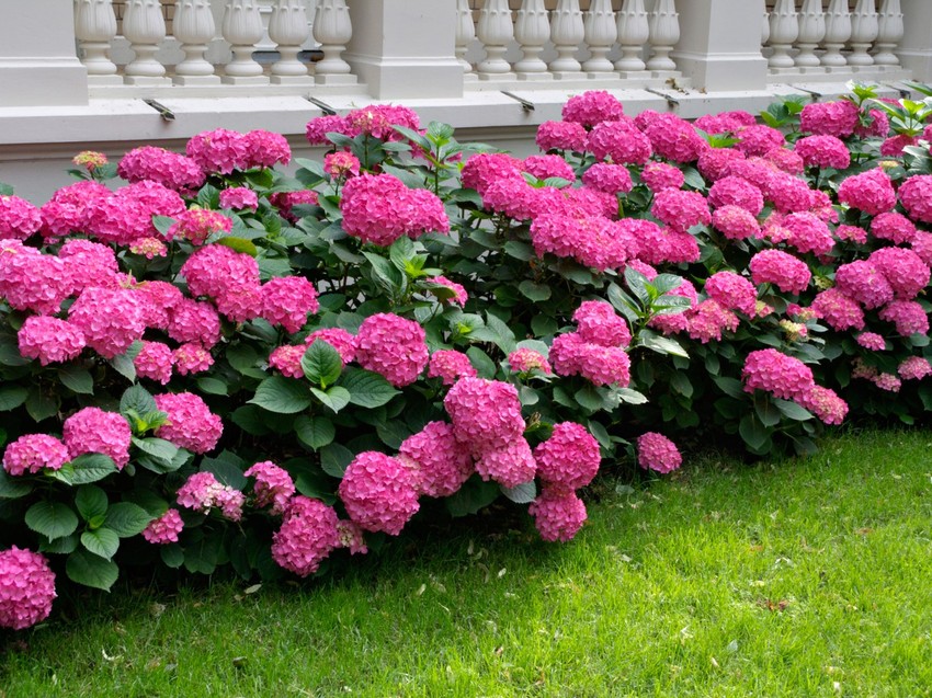 Krupnolisna hortenzija