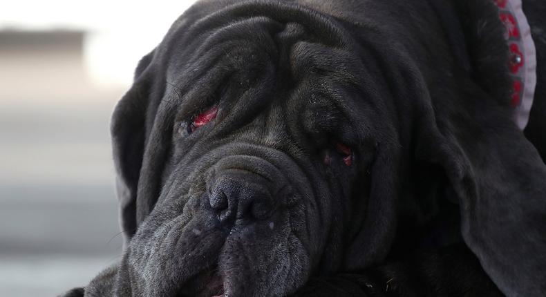 A Neapolitan Mastiff named Martha rests on the stage after after winning the 2017 World's Ugliest Dog contest at the Sonoma-Marin Fair.