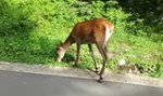 Jelonek zaczepiany przez turystów będzie w końcu miał spokój. Przepłoszą go ze szlaku na Morskie Oko