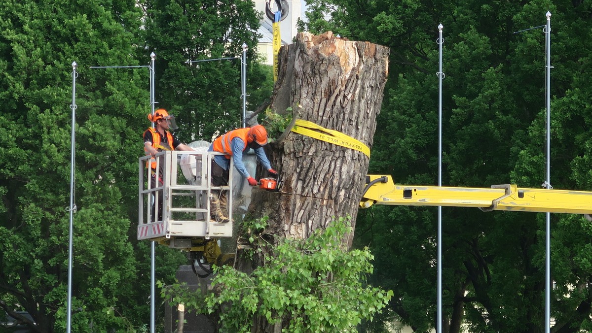 Dokładnie 23 października o godz. 13 nastąpi posadzenie młodej topoli czarnej, która zastąpi słynny Baobab na placu Litewskim. Pod drzewem umieszczona zostanie kapsuła czasu, w której znajdą się życzenia oraz przedmioty dla przyszłych pokoleń.