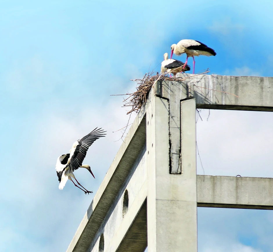 Novi Sad kolonija roda napusteno gradiliste