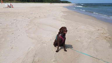 To jedna z najpiękniejszych plaż na polskim wybrzeżu. W sezonie wejdziesz tu z psem