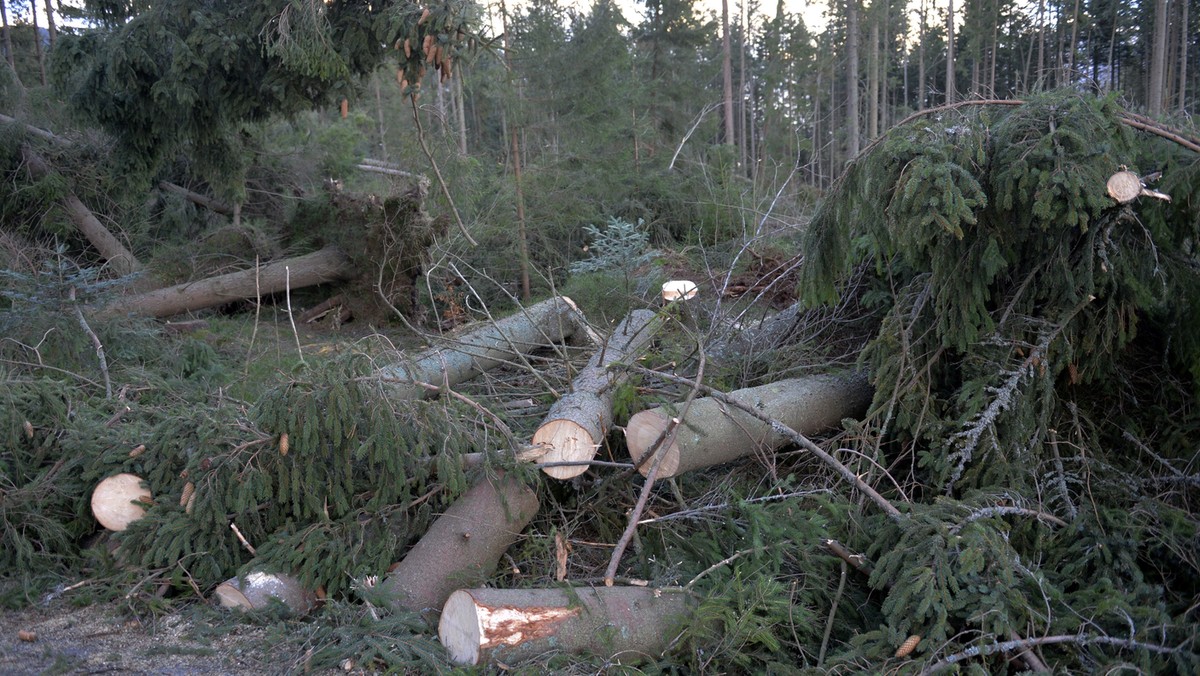 639 razy interweniowała małopolska straż pożarna od wtorku do niedzieli w związku ze szkodami wyrządzonymi przez halny – poinformował Sebastian Woźniak z małopolskiej straży pożarnej. Żywioł uszkodził 195 dachów, linie energetyczne i kilkadziesiąt samochodów.