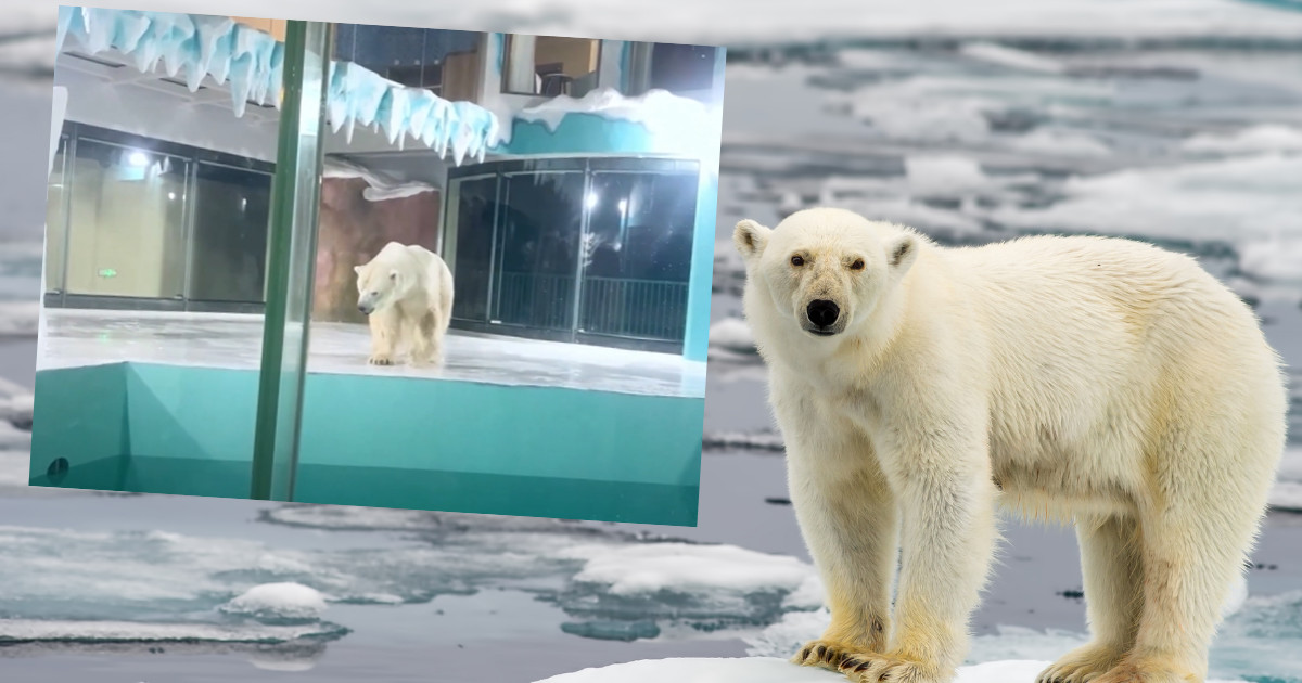 Chiny Hotel Z Calodobowa Wystawa Niedzwiedzi Polarnych Podroze