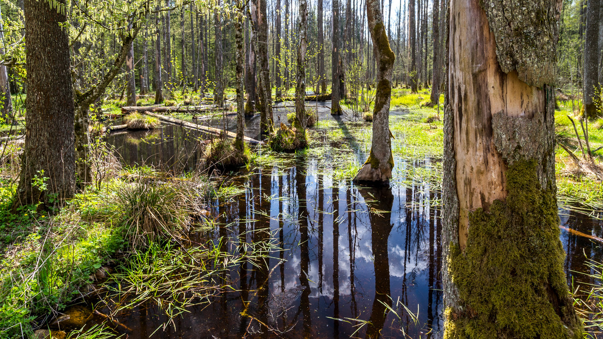 Białowieski Park Narodowy