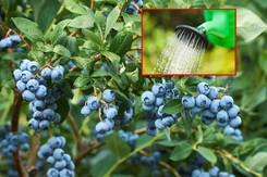 Kiedy sadzić borówkę amerykańską? Najlepszy będzie ten termin