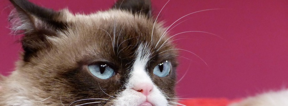 Grumpy Cat