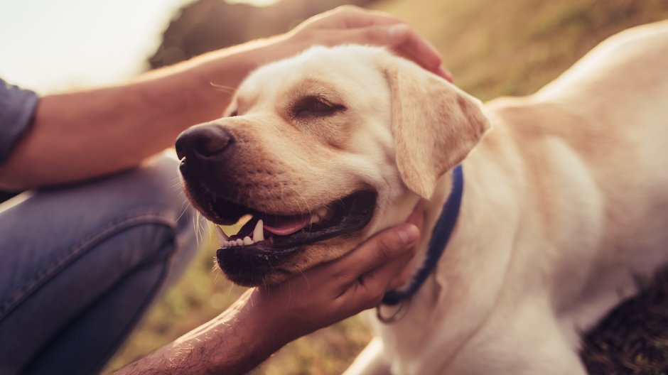 Labrador retriever