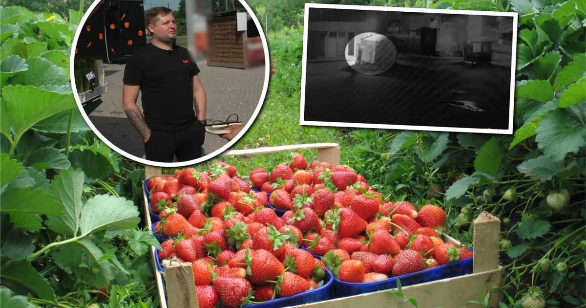 Truskawkowe porachunki w Luboniu: wandale niszczą stoiska