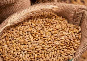 Ječam je posebno bogat beta - glukanom