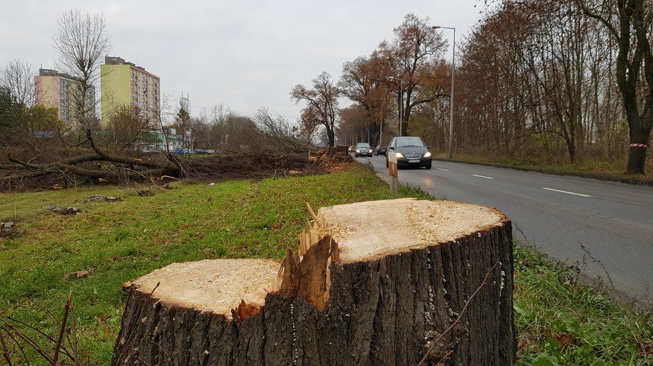 Wycinka drzew przy ul. Walczaka