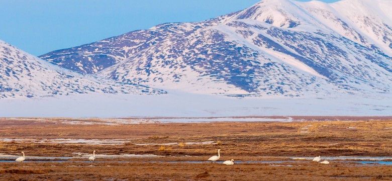 Zmiany klimatu w Rosji. Syberyjska tundra może wkrótce zniknąć