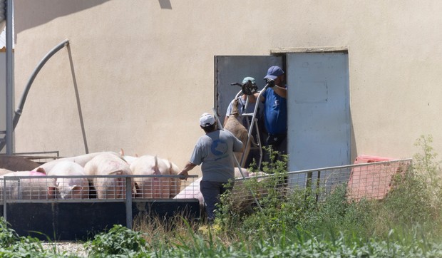Farma svinja