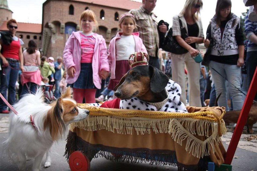 Parada jamników w Krakowie