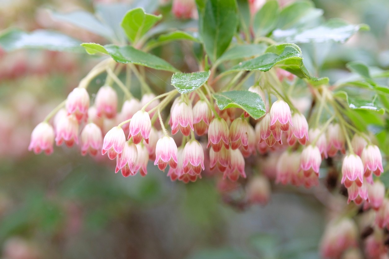 Enkiant sa výborne kombinuje s rododendronmi, azalkami a ďalšími kyslomilnými okrasnými drevinami.