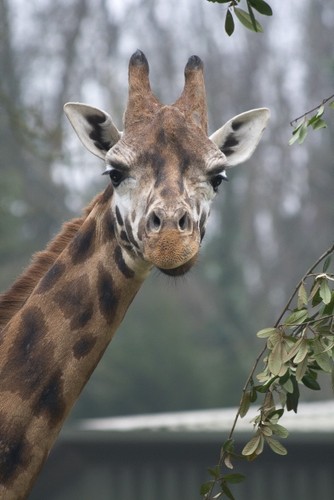Zwierzęta z nowojorskiego zoo