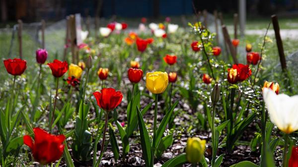 Dywany tulipanów wzdłuż Broniewskiego i Reymonta kwitną już od pierwszych dni kwietnia.