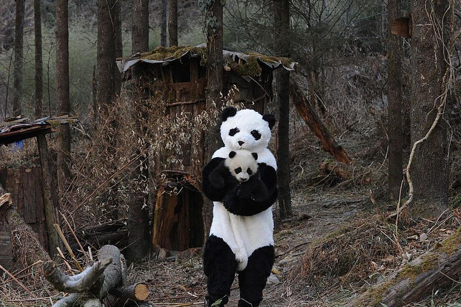 Opiekun przytula młode pandy małej w rezerwacie Wolong w Chinach