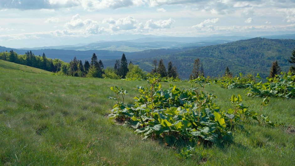 Beskid Żywiecki