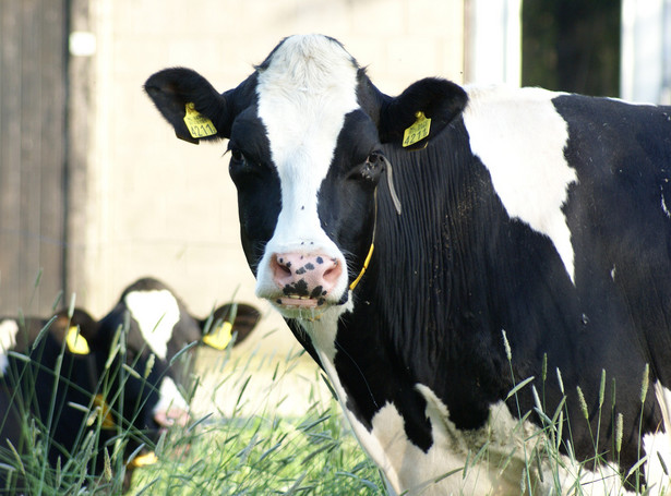 Ekologiczny lek na wzdęte krowy