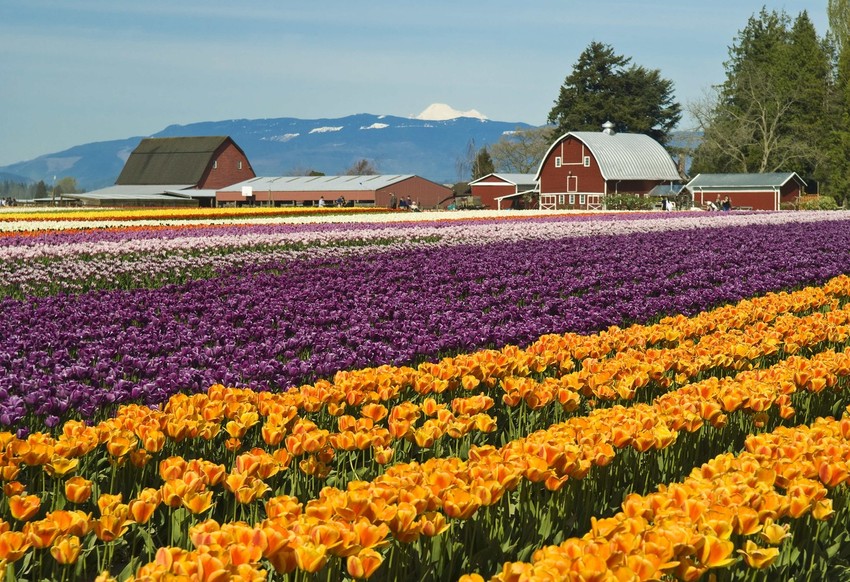 Članovi hora pripremali su se za nastup na Festivalu lala - Skagit Veli