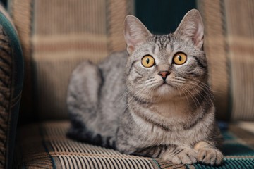 Miért bámul a semmibe a macska? Szellemvadászat vagy ösztönös viselkedés?