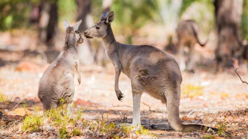 Susza w Australii. Władze zezwoliły na odstrzał kangurów