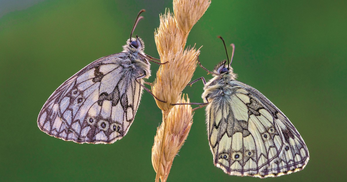 Skrzydła tego motyla zdobi niezwykły wzór. Jego kształt zależy od jednego czynnika